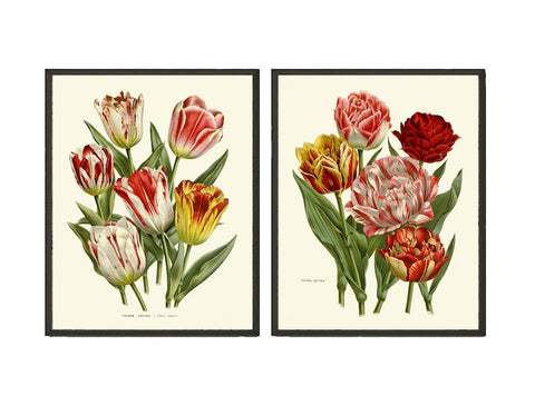 Tulip Flower Prints Wall Art Set of 2 Vintage Antique Botanical Pretty Colorful Living Room Dining Kitchen Office Nursery Home Decor HOU