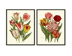 Tulip Flower Prints Wall Art Set of 2 Vintage Antique Botanical Pretty Colorful Living Room Dining Kitchen Office Nursery Home Decor HOU