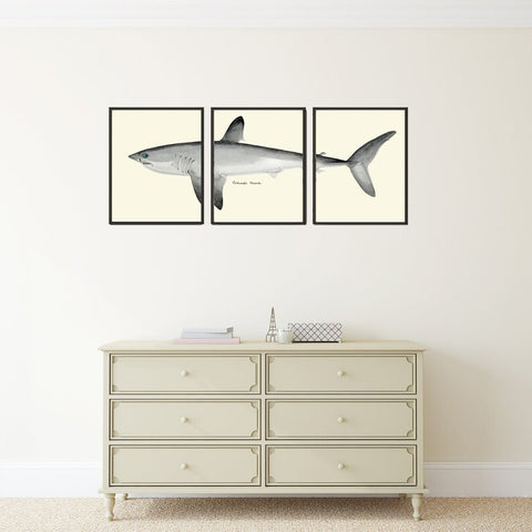 Shark Wall Art Print Set of 3 Vintage Antique Watercolor Illustration Beach House Coastal Black and White Decoration Home Decor to Frame TR