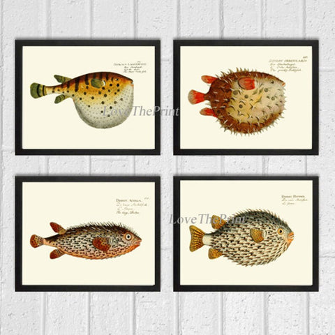 Puffer Fish Porcupine Blowfish Wall Art Print Set of 4 Antique Vintage Marine Nature Sea Ocean Beach House Coastal Home Decor to Frame BM