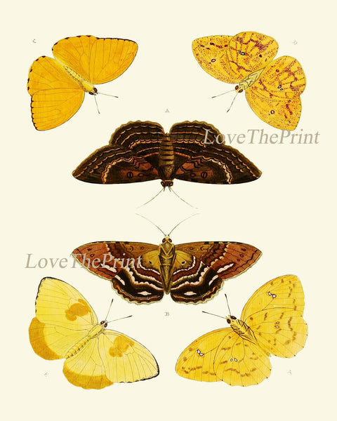 Butterfly Prints Wall Art Set of 4 Colorful Pretty Chart Antique Vintage Garden Nature Illustration Watercolor Home Decor Chart to Frame CP