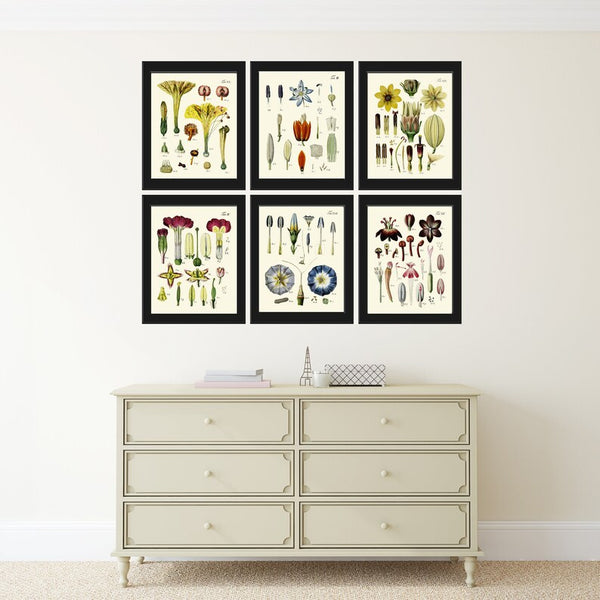 Botanical Prints Flower Anatomy Science Wall Art Set of 6 Floral Illus ...