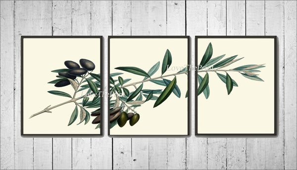 Olive Tree Branch Botanical Wall Art Set of 3 Prints Beautiful Antique Vintage Dining Room Kitchen Farmhouse Cottage Home Decor to Frame TR