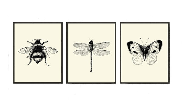 Bee Dragonfly Butterfly Prints Wall Art Set of 3 Beautiful Antique Vintage Insect Garden Illustration Minimalist Home Decor to Frame INSE