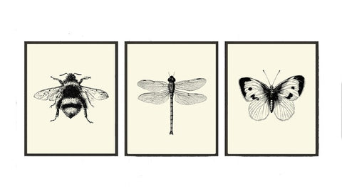 Bee Dragonfly Butterfly Prints Wall Art Set of 3 Beautiful Antique Vintage Insect Garden Illustration Minimalist Home Decor to Frame INSE