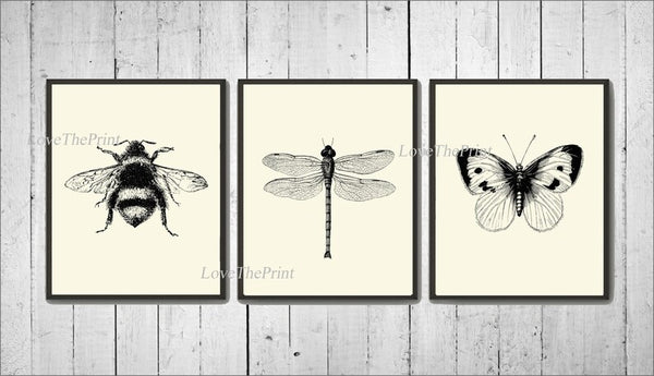 Bee Dragonfly Butterfly Prints Wall Art Set of 3 Beautiful Antique Vintage Insect Garden Illustration Minimalist Home Decor to Frame INSE