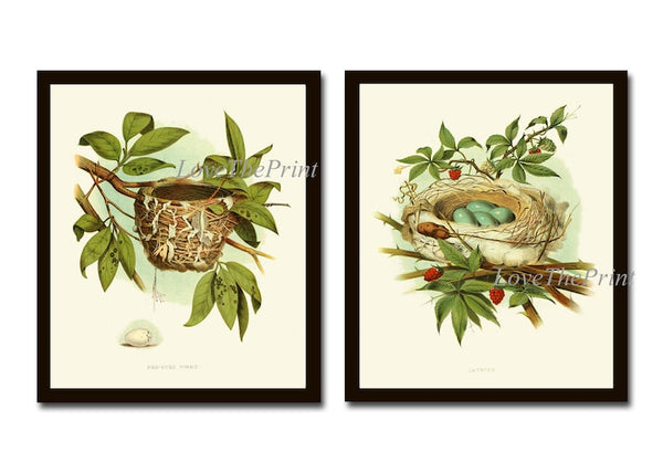 Bird Nest Eggs Wall Art Prints Set of 2 Beautiful Antique Vintage Rustic Country Forest Nature Cottage Farmhouse Home Room Decor to Frame GT