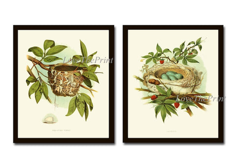 Bird Nest Eggs Wall Art Prints Set of 2 Beautiful Antique Vintage Rustic Country Forest Nature Cottage Farmhouse Home Room Decor to Frame GT