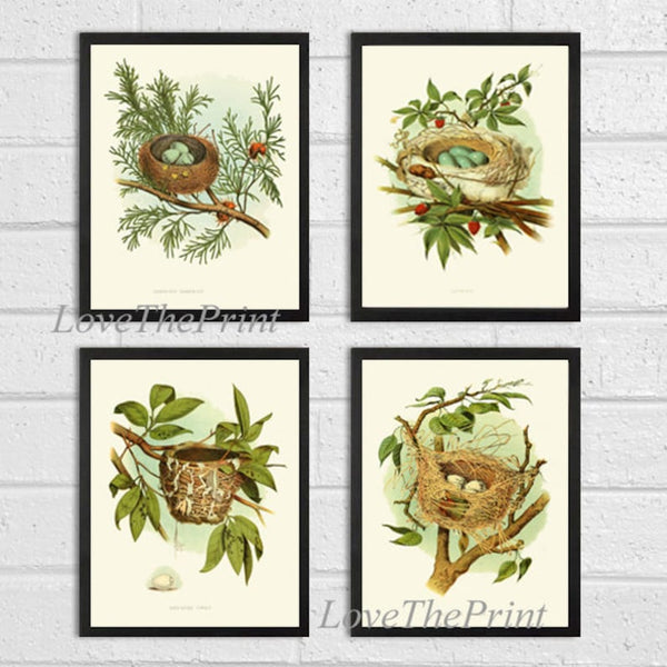 Vintage Bird Nest Eggs Print Wall Art Set of 4 Beautiful Antique Tree Branch Natural Colors Farmhouse Cabin Cottage Home Decor to Frame GT