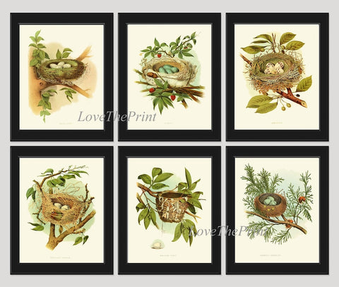 Vintage Birds Wall Decor Art Print Set of 6 Prints Antique Vintage Rustic Farmhouse Birdwatching Bedroom Dining Room Fireplace to Frame GT