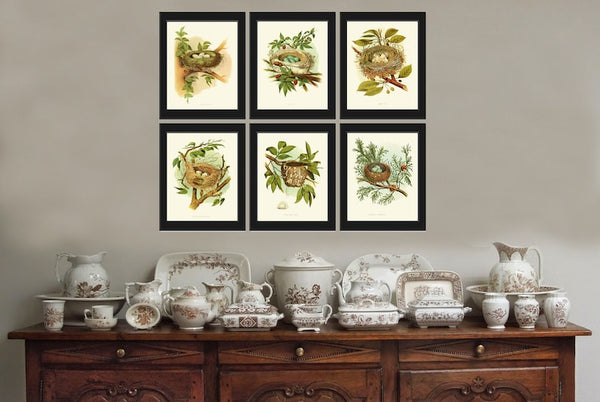 Vintage Birds Wall Decor Art Print Set of 6 Prints Antique Vintage Rustic Farmhouse Birdwatching Bedroom Dining Room Fireplace to Frame GT