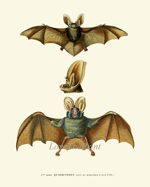 Vintage Bat Wall Art Set of 4 Prints Antique Animal Forest Country Nature Science Chart Type Nature Scientific Home Room Decor to Frame BATS