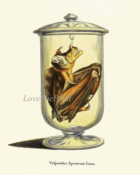 Bats Animal Wall Art Print Set of 6 Beautiful Vintage Forest Nature Illustration Farm Cabin Wildlife Science Home Room Decor to Frame BATS