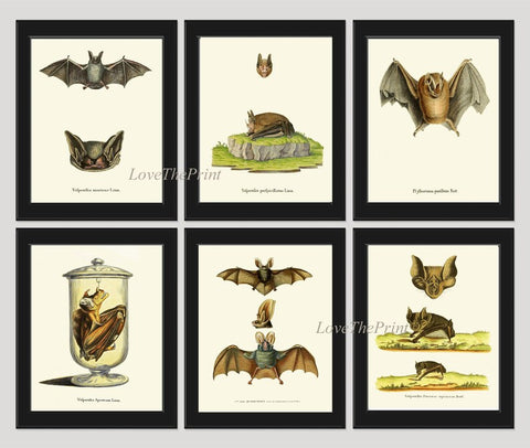 Bats Animal Wall Art Print Set of 6 Beautiful Vintage Forest Nature Illustration Farm Cabin Wildlife Science Home Room Decor to Frame BATS