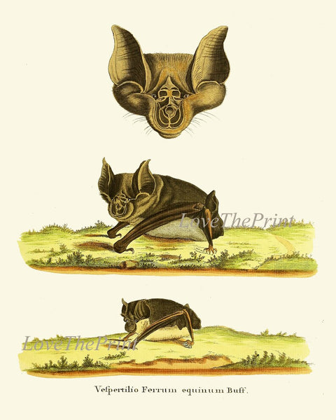 Bats Animal Wall Art Print Set of 6 Beautiful Vintage Forest Nature Illustration Farm Cabin Wildlife Science Home Room Decor to Frame BATS