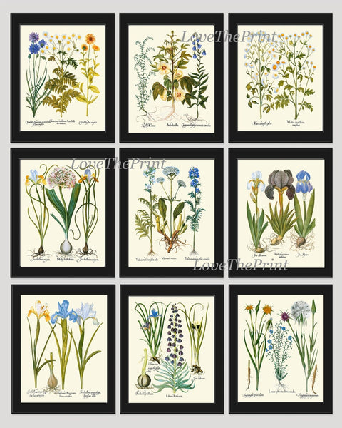 Wildflowers Botanical Prints Set Wall Art of 9 Beautiful Flowers Outdoor Nature Antique Vintage Chamomile Valerian Iris Decor to Frame BESL