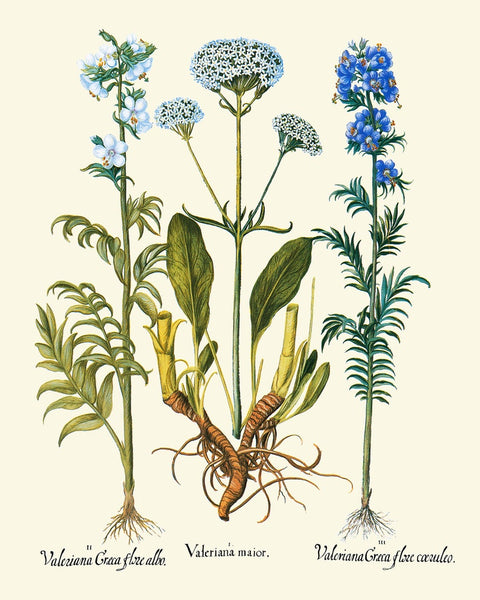 Wildflowers Botanical Prints Set Wall Art of 9 Beautiful Flowers Outdoor Nature Antique Vintage Chamomile Valerian Iris Decor to Frame BESL