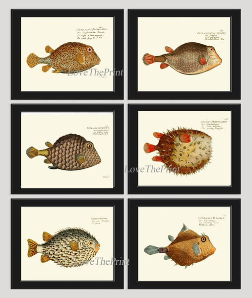 Tropical Fish Prints Wall Art Set of 6 Beautiful Antique Vintage Puffer Porcupine Ocean Coastal Marine Beach House Home Decor to Frame NM