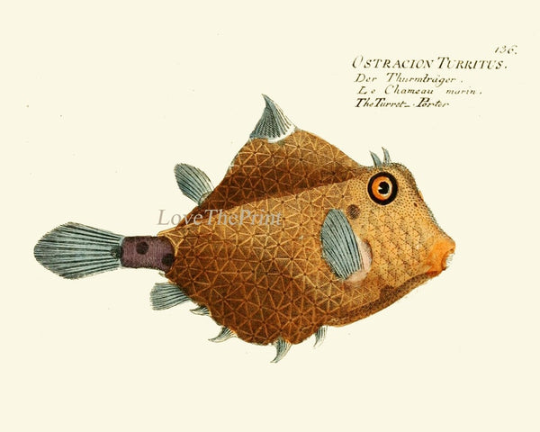 Tropical Fish Prints Wall Art Set of 6 Beautiful Antique Vintage Puffer Porcupine Ocean Coastal Marine Beach House Home Decor to Frame NM