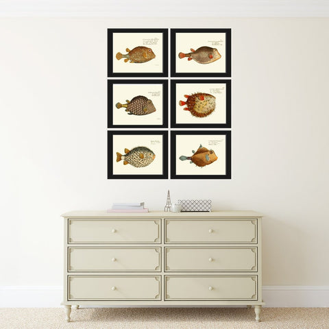 Tropical Fish Prints Wall Art Set of 6 Beautiful Antique Vintage Puffer Porcupine Ocean Coastal Marine Beach House Home Decor to Frame NM