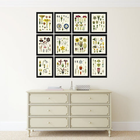 Large Gallery Botanical Print Set Wall Art of 12 Beautiful Vintage Illustration Anatomy of Flowers Interior Design Home Decor to Frame BAJ