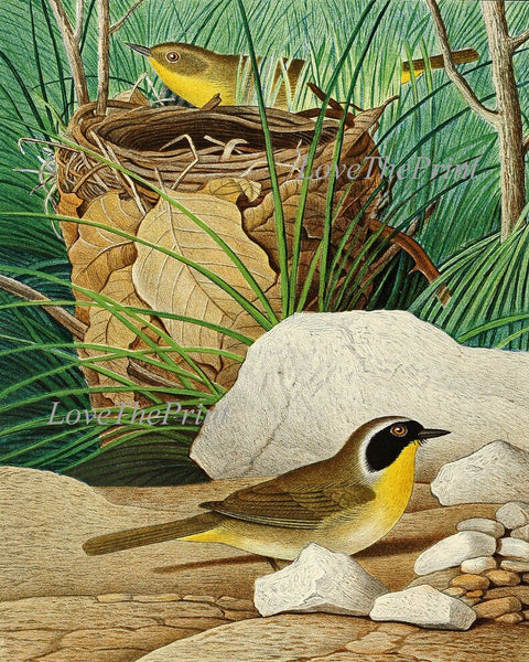 Vintage Bird Wall Art Print Set of 6 Prints Blue Jay Yellow-breasted chat Diver Cockoo Marsh Wren Yellowthroat Nest Eggs Green Home Decor GT