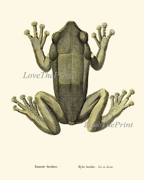 Vintage Frog Wall Art Set of 4 Prints Beautiful Antique Lake River Frogs Office Bathroom Playroom Child Boy Home Room Decor to Frame FROG