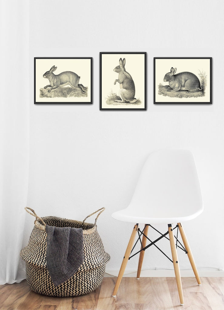 Rabbit Bunny Prints Wall Art Set of 3 Antique Vintage Black and White Forest Nature Animal Farmhouse Home Room Decor Decoration to Frame BSF