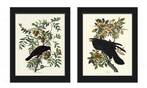 Crow and Raven John James Audubon Bird Wall Art Print Set of 2 Tree Branch Botanical Illustration Living Room Office Hallway Home Decor JJA
