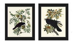 Crow and Raven John James Audubon Bird Wall Art Print Set of 2 Tree Branch Botanical Illustration Living Room Office Hallway Home Decor JJA