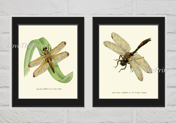 Vintage Dragonfly Print Wall Art Set of 2 Beautiful Antique Butterfly Outdoor Nature Bugs Lake Home Room Decor Decoration to Frame LINS