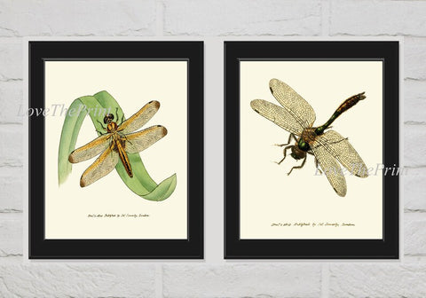 Vintage Dragonfly Print Wall Art Set of 2 Beautiful Antique Butterfly Outdoor Nature Bugs Lake Home Room Decor Decoration to Frame LINS