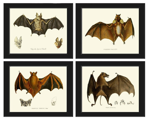 Vintage Bat Wall Art Set of 4 Prints Antique Animal Forest Country Nature Science Chart Type Nature Scientific Home Room Decor to Frame BATS
