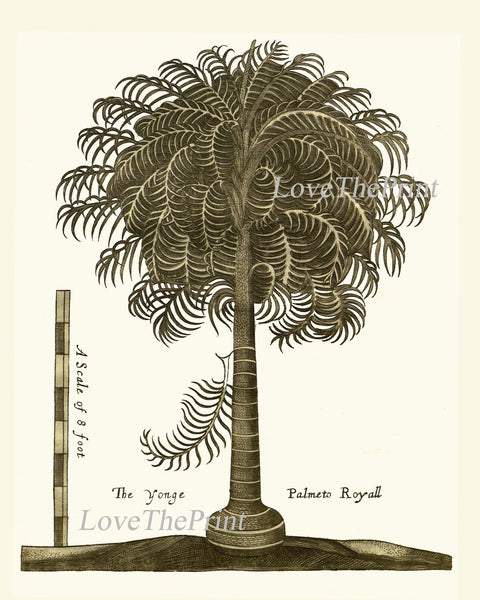 Palm Tree Print Botanical Wall Art Set of 2 Neutral Colors Beautiful Antique Vintage Beach Home Decor Illustration Picture to Frame GTHO