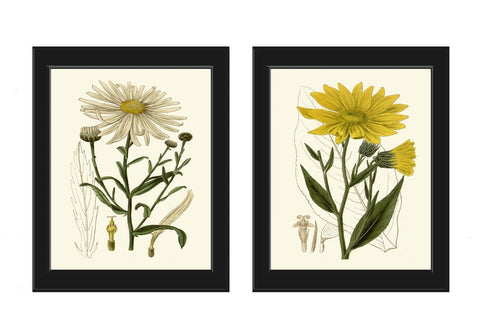 Vintage Daisy Daisies Botanical Prints Wall Art Set of 2 White Yellow Wildflower Drawing Painting Illustration Flower Home Decor to Frame CU