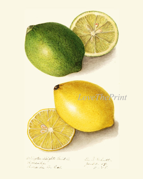 Lemon Fruit Prints Botanical Wall Art Set 3 Vintage Citrus Lime Green Yellow Kitchen Dinning Room Illustration Home Decor to Frame POMO