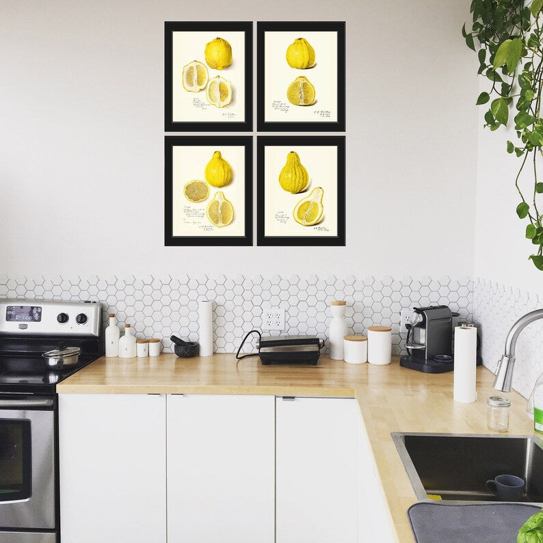 Lemon Fruit Botanical Prints Wall Decor Set of 4 Beautiful Antique Vintage Yellow Citrus Tree Kitchen Dining Room Home Decor to Frame POMO