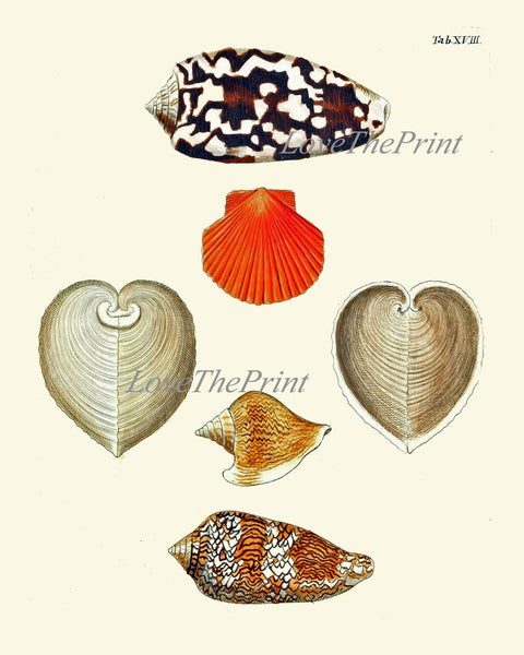 Vintage Sea Shells Print Wall Art Set of 12 Beautiful Antique Vintage Colorful Red Blue Chart Variety Beach Ocean Sea Home Decor to Frame KG