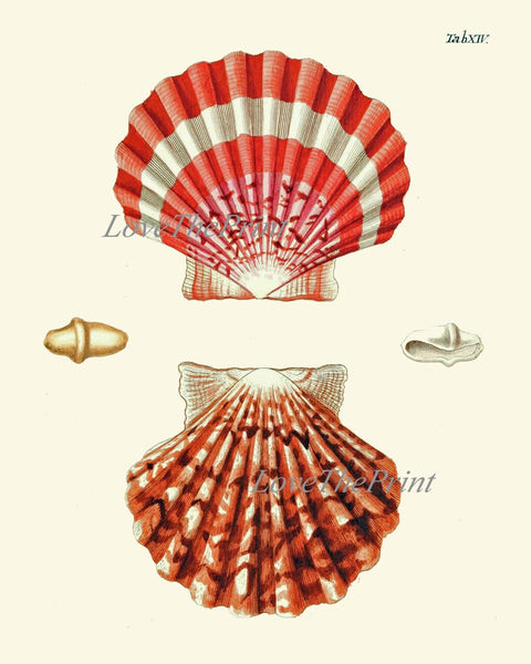 Vintage Sea Shells Print Wall Art Set of 12 Beautiful Antique Vintage Colorful Red Blue Chart Variety Beach Ocean Sea Home Decor to Frame KG