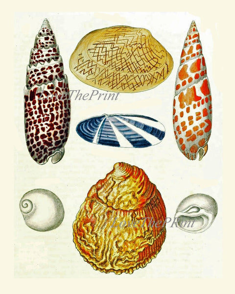 Vintage Sea Shells Print Wall Art Set of 12 Beautiful Antique Vintage Colorful Red Blue Chart Variety Beach Ocean Sea Home Decor to Frame KG