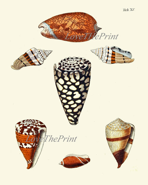 Vintage Seashell Shells Print Set Wall Art Gallery of 16 Colorful Chart Varieties Beautiful Sea Ocean Nature Beach Home Decor to Frame KG