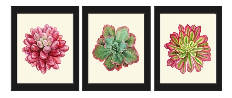 watercolor succulent print Pink Succulent Prints Botanical Wall Art Set 3 Colorful Plants Flowers – Love the Print