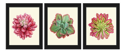Pink Succulent Prints Botanical Wall Art Set 3 Colorful Plants Flowers Watercolor Illustration Painting Drawing Home Decor to Frame SUCC