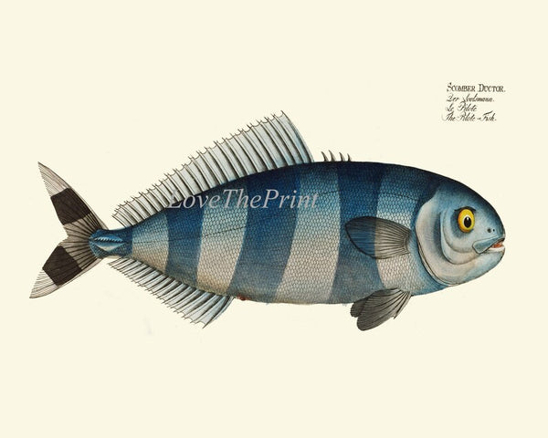 Swordfish Wall Art Set of 2 Prints Beautiful Antique Vintage Blue Sea Ocean Beach House Marine Coastal Fishing Home Room Decor to Frame BL