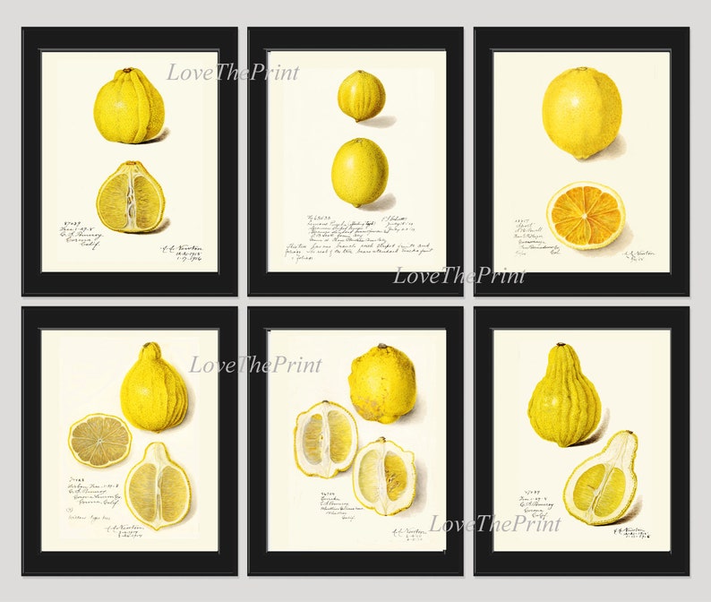Lemons Home Decor Botanical Wall Art Set of 6 Prints Yellow Citrus Fruit Tropical Kitchen Dining Room Fruit Picture Home Decor to Frame POMO