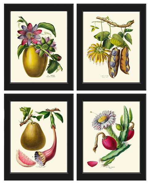 Exotic Fruit Print Set of 4 Wall Art Vintage Botanical Passion Fruit Cactus Prickly Pear Solandra Tropical Kitchen Home Decor to Frame DE