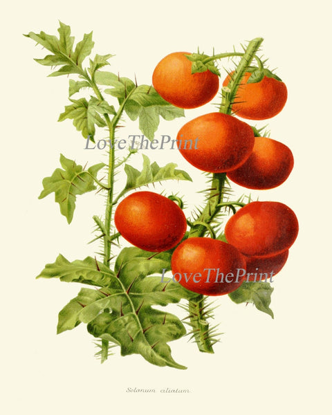 Tomato Vegetables Botanical Wall Art Print Set of 4 Beautiful Heirloom Plants Kitchen Dining Room Chef Gardening Home Decor to Frame IH