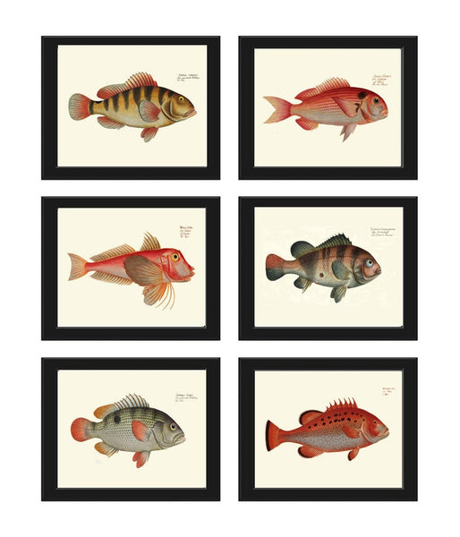 Fish Prints Wall Art Set of 6 Beautiful Antique Vintage Saltwater Ocean Coastal Marine Coral Nature Beach House Home Room Decor to Frame BL