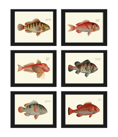 Fish Prints Wall Art Set of 6 Beautiful Antique Vintage Saltwater Ocean Coastal Marine Coral Nature Beach House Home Room Decor to Frame BL