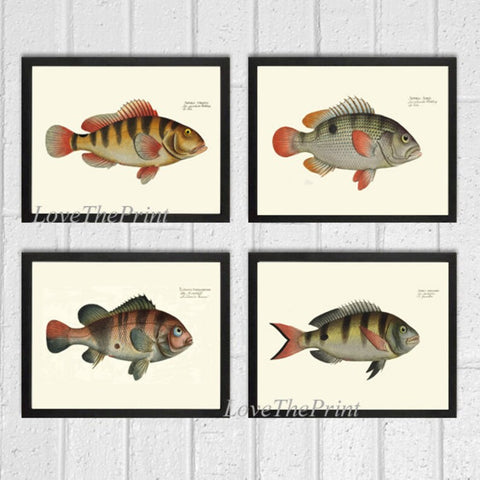 Vintage Antique Fish Wall Art Set of 4 Prints Beautiful Bathroom Bedroom Loundry Playroom Living Room Coastal Marine Home Decor to Frame BL